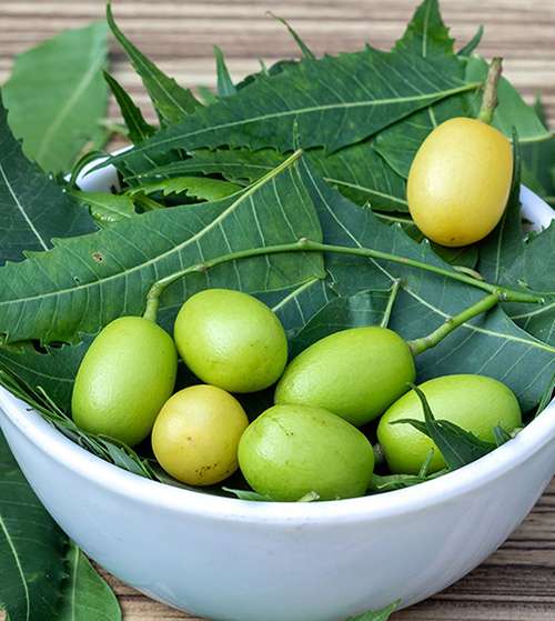 Hypericum Oil and Neem Oil