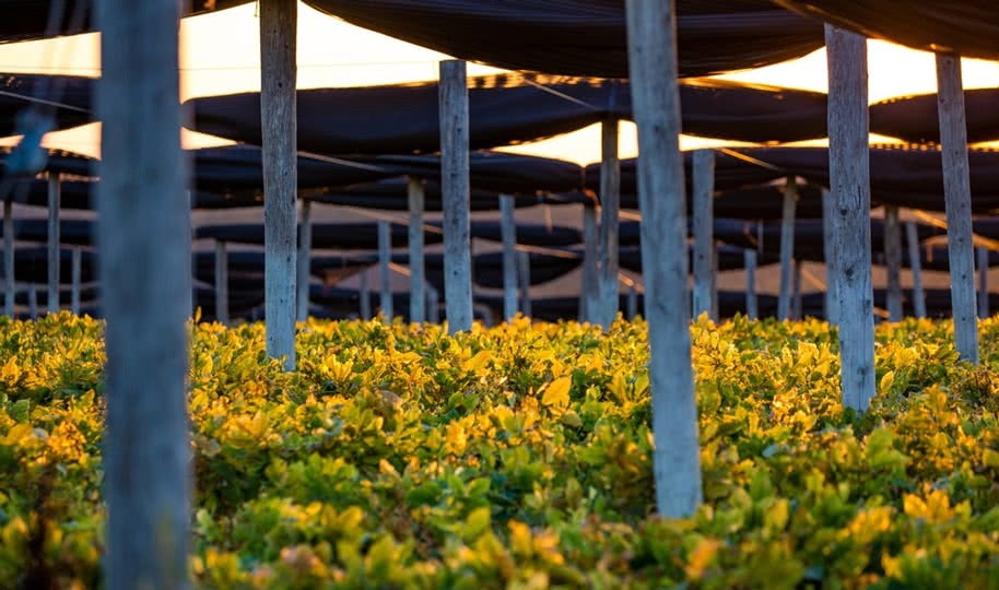 choose a reliable natural medicine image