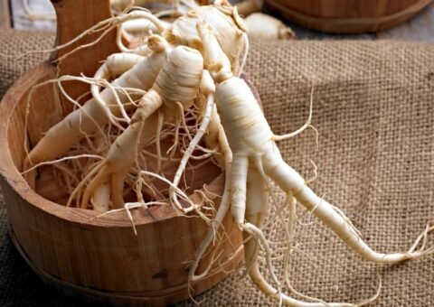 history of ginseng image